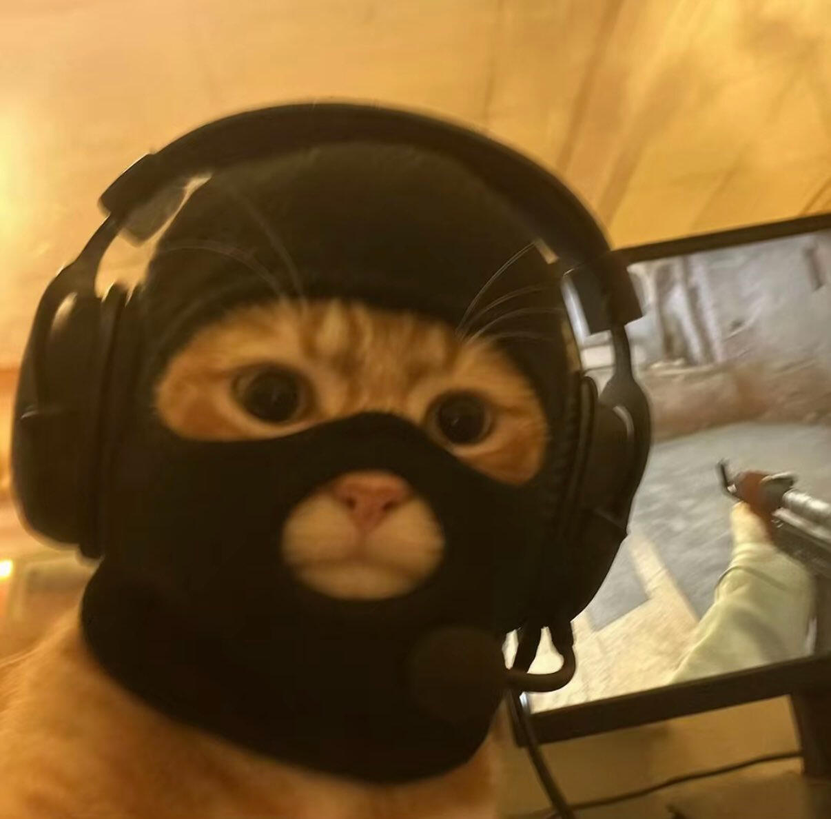 Another cat with headphones